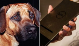 人与狗性交视频,伦理争议与法律边界